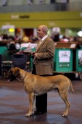Dogs And Owners Gather For 2010 Crufts Dog Show