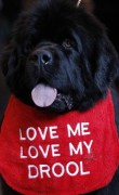 A Newfoundland called George wears a bib as it arrives for the first day of the Crufts dog show in Birmingham