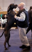 Dogs And Owners Gather For 2010 Crufts Dog Show