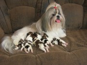 Мама Наоми со щенками..