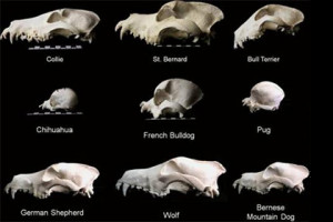 Ученые оспорили происхождение собак от волков