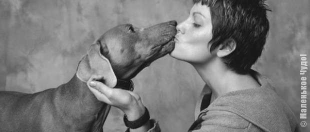 Поцелуй собаки благоприятно влияет на иммунитет