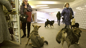 Бродячие собаки в переходе московского метро