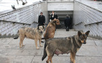 Как бродячие собаки ориентируются в московском метро?