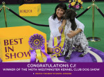 Westminster Dog show