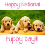 23 марта - праздник - Национальный день щенков