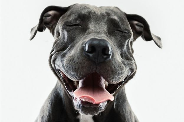 Собаки умеют улыбаться